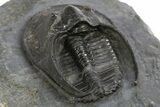 Detailed Scotoharpes Trilobite - Boudib, Morocco #312381-4